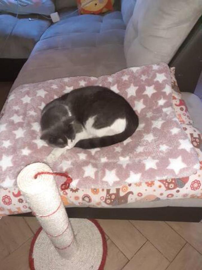 Апартаменты The Awesome House With The Bomber Cat Луго Экстерьер фото